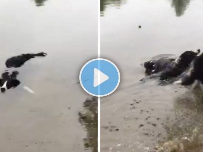 Viral Video | पाण्यात दिसणारी ही कुठली मगरीची नवी प्रजाती?, व्हायरल व्हिडिओ पाहणाऱ्या अनेकांना व्हिडिओ पाहून धक्का बसला
