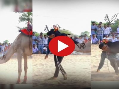 Viral Video | नाराज होऊन उंटाने त्या व्यक्तीची मान पकडली, मग त्याची तोंडातून बाहेर पडणासाठी तडफड, व्हिडिओत पहा