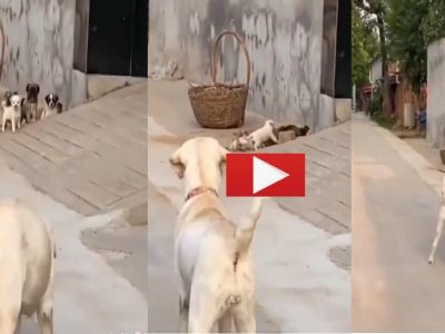 Viral Video | कुत्र्याची पिल्ले मागे मागे जाऊ पाहतात, कुत्रा परतून हूल देतो, पळा घरात पहिले… खूप हसवतील कार्टून पिल्ले