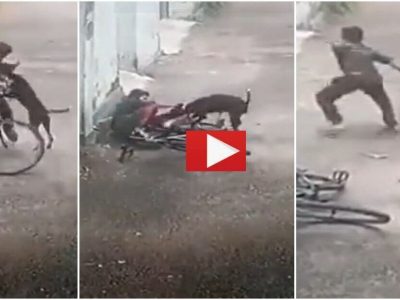 Viral Video | कुत्र्याने अचानक केलेला हल्ला कॅमेऱ्यात कैद, काही सेकंदात अक्षरशः फाडून काढलं, व्हिडीओ समाज माध्यमांवर व्हायरल