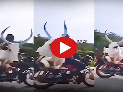 Viral Video | याला ‘खतरो के खिलाडी शो’मध्ये पाठवा, बैलाला बाईकवर बसवून घरी घेऊन गेला, बैलपण मजेत, पाहा व्हिडिओ