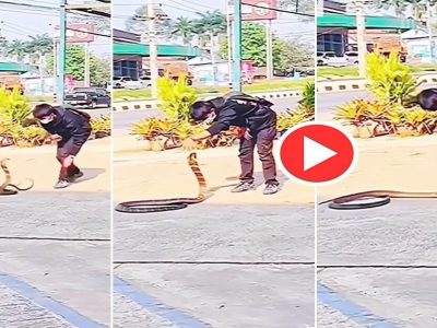 Viral Video | काय खतरनाक माणूस आहे, खुराड्यातील कोंबड्याची मानगूट पकडून बाहेर काढावा तसा भलामोठा कोब्रा पकडला, पहा व्हिडीओ