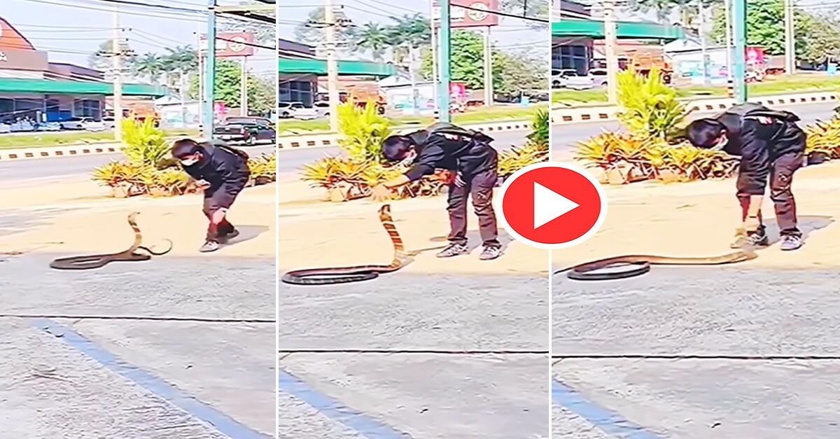 Viral Video of man caught Kobra video trending social media
