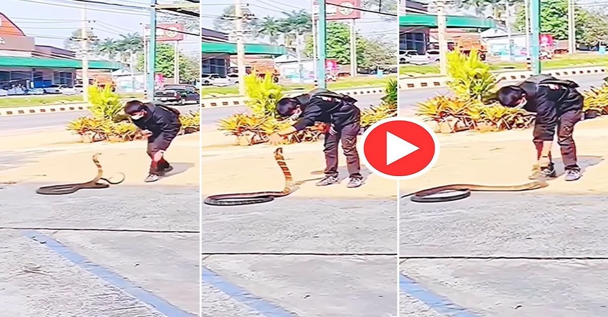 Wild Animal Video Viral