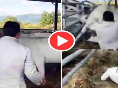 Viral Video | त्या व्यक्तीने वासरासमोर गायीला मारलं, त्यानंतर वासराने जे केलं त्यावर नेटिझन्सच्या टाळ्या, पहा व्हिडिओ