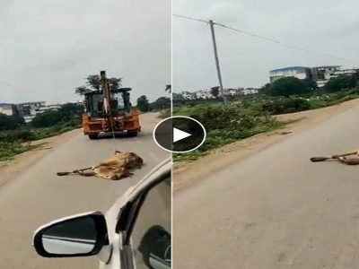  Viral Video | भाजपची सत्ता असलेल्या राज्यात गायीच्या शवासोबत क्रूर प्रकार, जेसीबीने फरफटत नेलं, हिंदू संघटनांकडून संताप, व्हिडिओ पहा