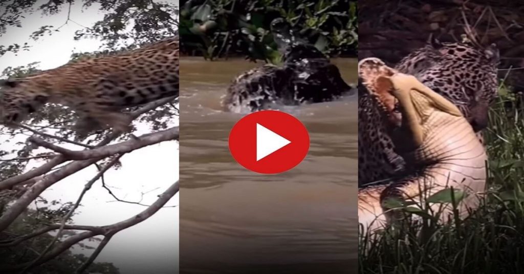 Viral video of Jaguar Jumps Into River to attack crocodile video trending on social media