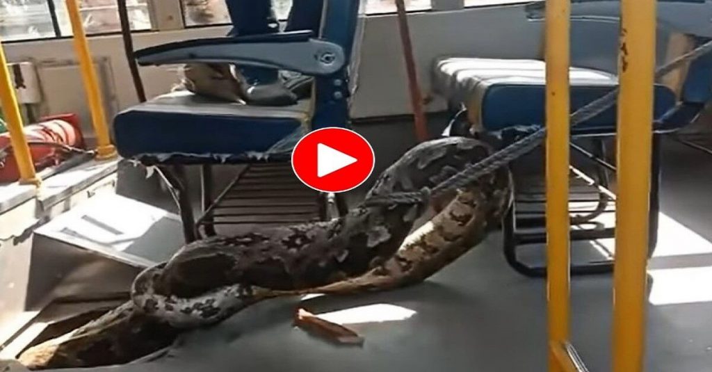 Viral video of Pythons inside school bus video trending on social media