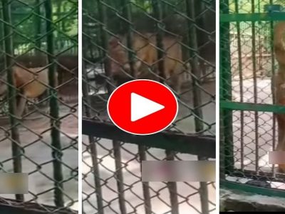 Viral Video | तू खिच्च मेरी फोटो, सिंहासोबत सेल्फी घ्यायला गेले, सिंहाने जे केलं त्यानंतर आयुष्यात प्राण्यांच्या जवळ जाणार नाहीत, व्हिडीओ व्हायरल