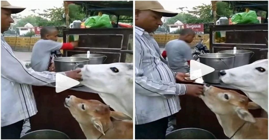 Viral video of cow and calf eating Panipuri video trending on social media