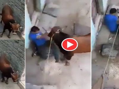  Cow Video Viral | गाईला लाथ मारली मग शेपटी खेचण्याचा प्रयत्न, मात्र खवळलेल्या गाईने सुद्धा रुद्रावतार दाखवला, पहा व्हिडीओ