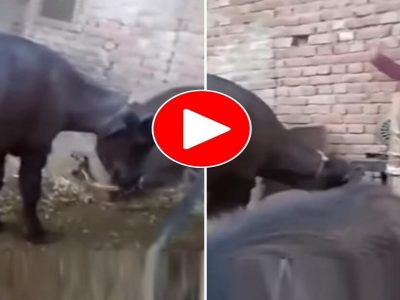 Viral video | महिला स्वतः नाचत होती, तेवढ्यात म्हशीला म्हणाली ‘नाच मेरी राणी’, मग काय म्हशीने केला ना डान्स, व्हिडिओ व्हायरल