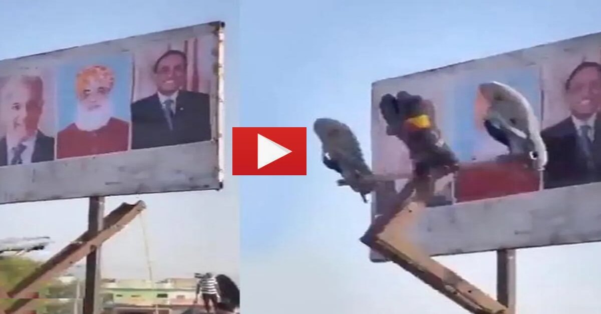 Viral Video