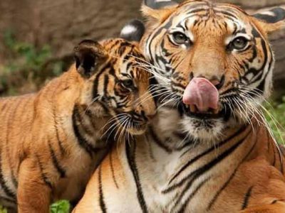 avni t1 tigress 2 cubs sighting in yavatmal forest