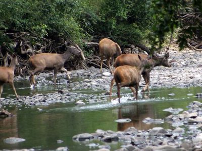 Maharashtra Tourism Bhamaragad