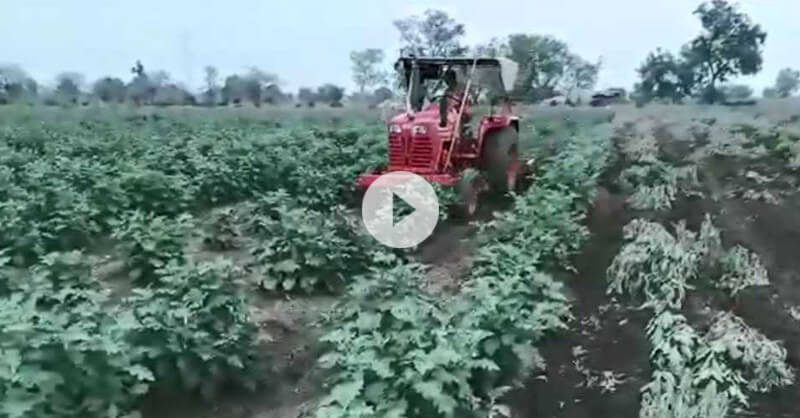 BJP former MP destroying his own 5 acre farm BJP former MP destroying his own 5 acre farm