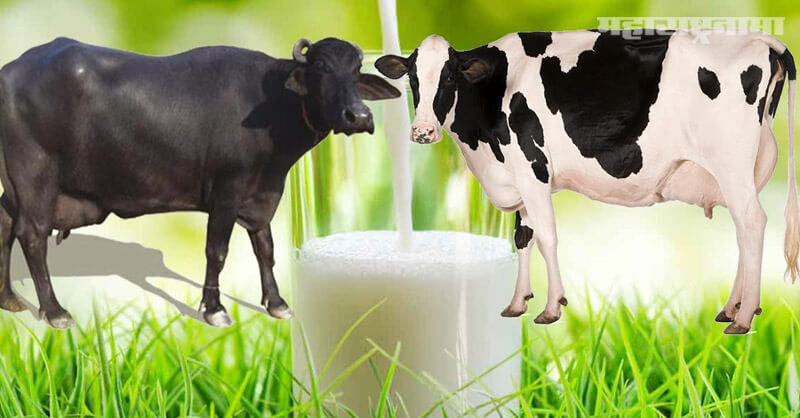 Buffalo Milk Benefits