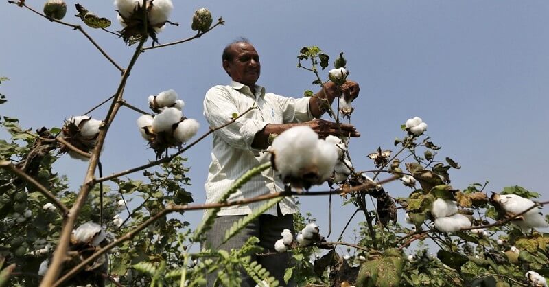cotton planting planning