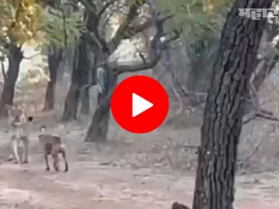 VIDEO | भटका कुत्रा आणि सिंहिणीमध्ये जबरदस्त लढाई