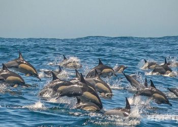 dolphins at guhagar beach in konkan