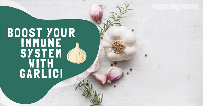 Garlic, immune system