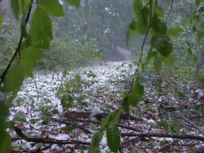 Marathwada and Vidarbha loss of farming due to hailstorm