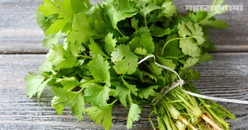 Benefits, Coriander leaves, health article