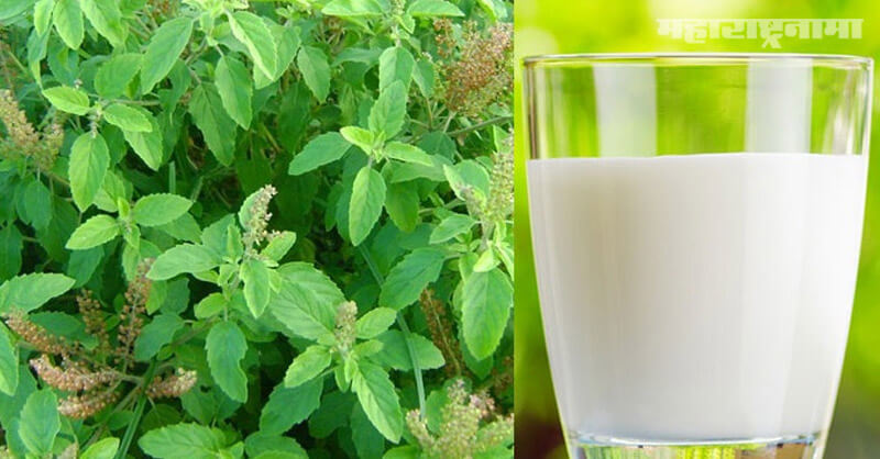 Boiling Tulsi leaves in milk, Major diseases, Health Fitness, Marathi News ABP Maza