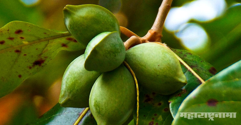 Green almonds, Beneficial, health article