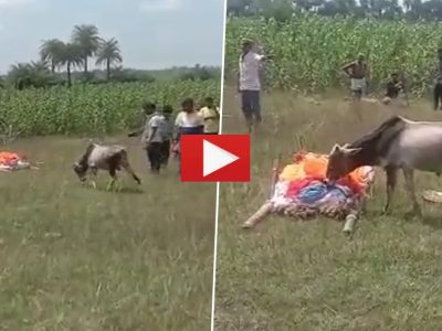 Video Viral | बळीराजा आणि बैलाचं नातंच वेगळं, मालक देवाघरी गेल्यावर बैल झाला भावुक, मालकाचे अंत्यसंस्कार एकटक जवळून पाहत राहिला