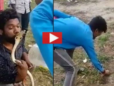 Viral Video | व्हिडिओसाठी कोब्राला चुंबन द्यायला गेला, नंतर कोब्राने पलटी मारून चुंबन दिलं, गेला थेट इस्पितळात, व्हिडिओ पहा