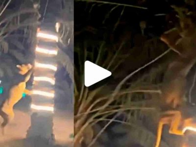 Viral Video | सिंह मागे लागल्याने तो जिव वाचवण्यासाठी झाडावर चढला, नंतर सिंह सुद्धा झाडावर चढू लागला, व्हायरल व्हिडिओ पहा