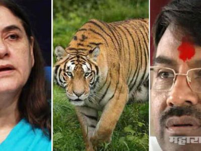 Forest minister of maharashtra sudhir mungantivar answered to menaka gandhi over avni tigress shot dead