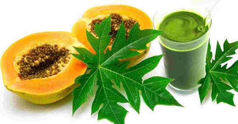 Papaya leaf juice is beneficial on dengue