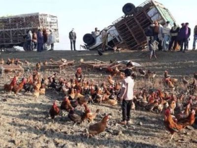 कोंबड्यांचा ट्रक उलटला | आजूबाजूच्या कोंबडीचोरांकडून ३०० कोंबड्यांची लूट