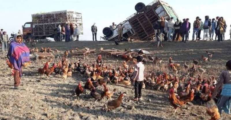 Madhya Pradesh, Chickens Truck overturned, peoples loot