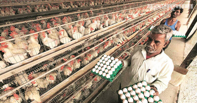 Poultry industry, bird flu, Impact