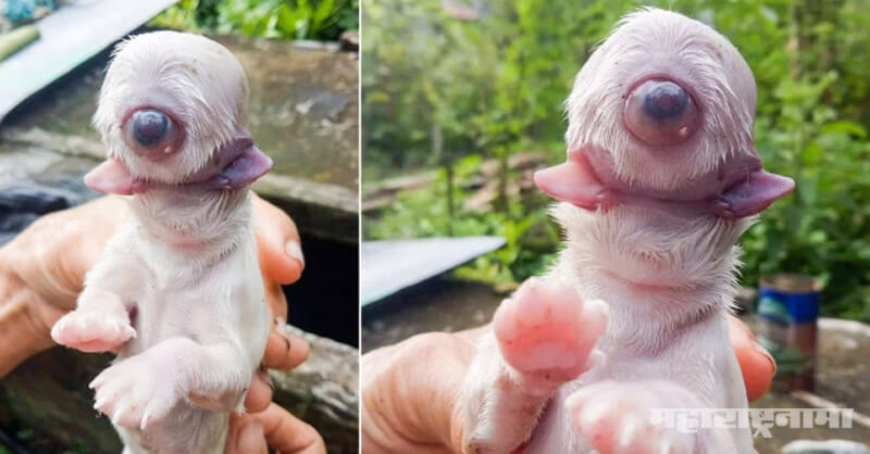 Puppies born, Philippines, Two tongues, one eye