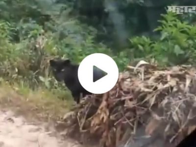 VIDEO | आणि रस्त्याच्या किनारी ब्लॅक पँथर उभा होता | अगदी जवळ