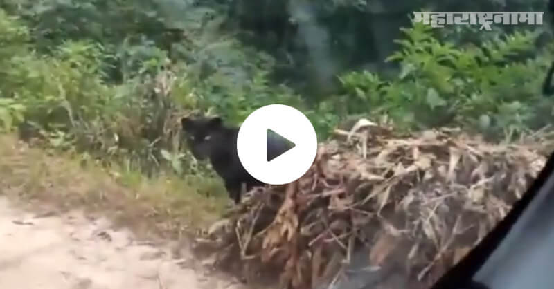A black panther, roaming in a forest, IFS officer Parveen Kaswan