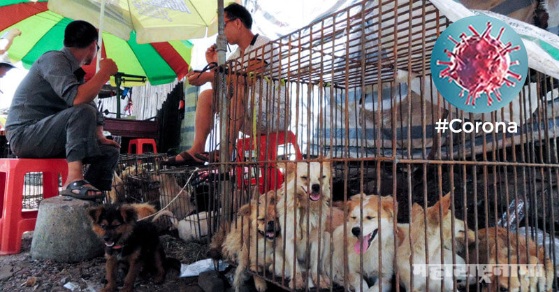 Corona Crisis, Corona outbreak, Covid19, China Banned Dogs Meat