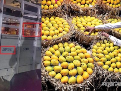 सावधान! देवगड हापूस आंब्याच्या खोक्यातुन ‘कर्नाटकचा हापूस आंबा’ बाजारात येतोय