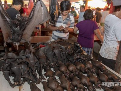 कोरोना व्हायरस वटवाघुळांमधून माणसांमध्ये संक्रमित होत नाही: ICMR