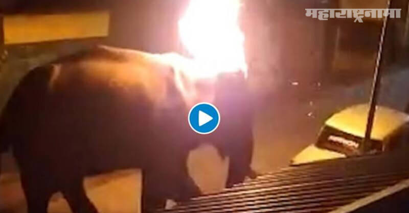 40 year old elephant, Tamil Nadu, Threw burning tires