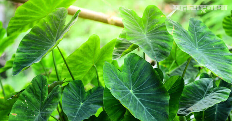 Taro Leaves, health benefits, Health article