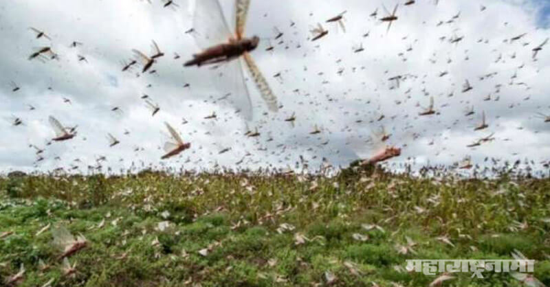 Union ministry of agriculture, locusts attack, Mumbai