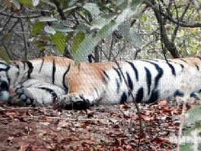 ताडोबा वाघ्र प्रकल्पात वाघाचा मृत्यू