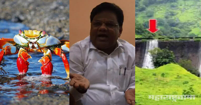 Dam, Tiware Dam Incident, Minister Tanaji Sawant, Shivsena, Uddhav Thackeray, BJP, Devendra Fadnvis, Crab