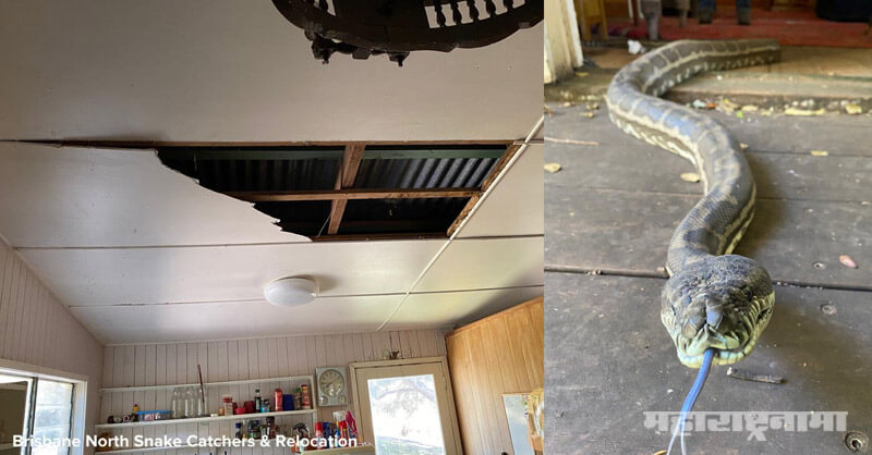 Australia, two large pythons fighting, kitchen ceiling down