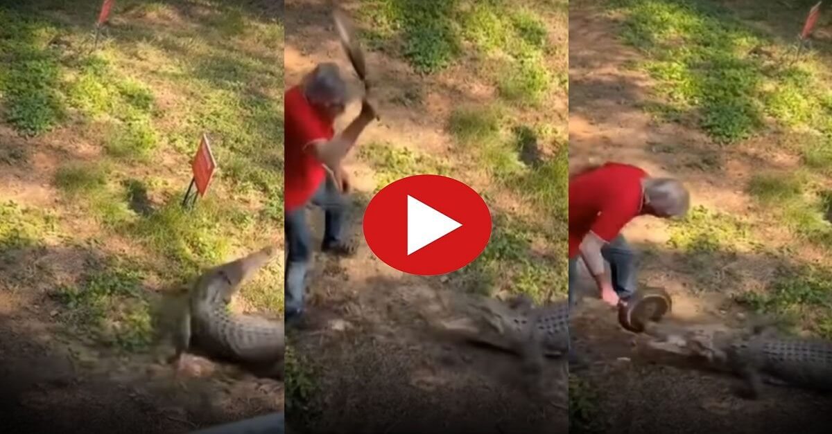viral video crocodile-sudden-attacked-dadaji video trending